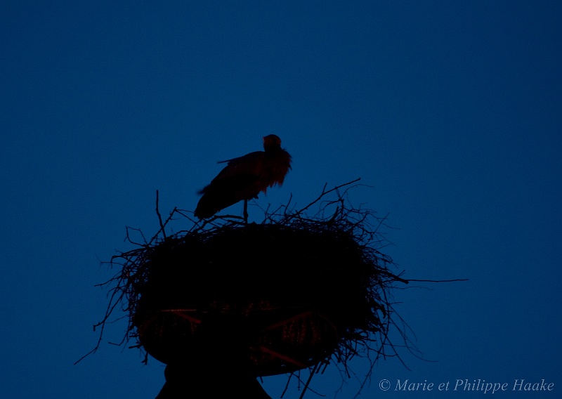 Cigogne 3648_wm.jpg - Garde nocturne des cigogneaux par un des adultes. L'autre est reparti en quête de nourriture. (Munster, Alsace, France, avril 2008)